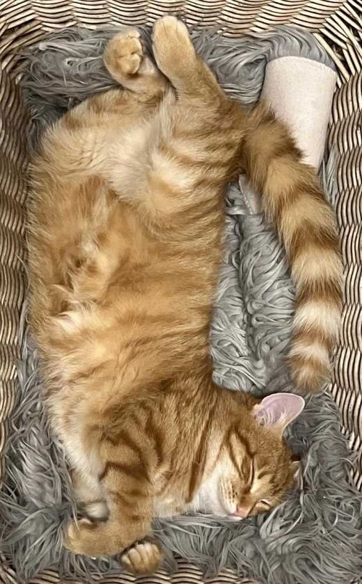 Hauskatze, Rot