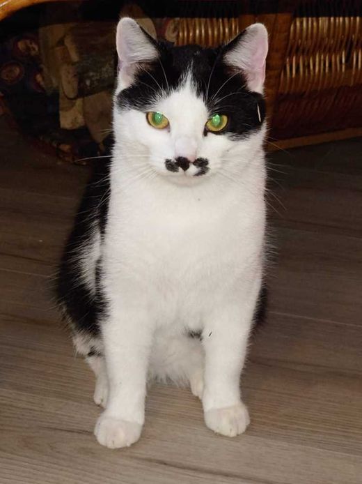 Mischling, Schwarz Weiß