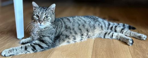 EHK, Tiger