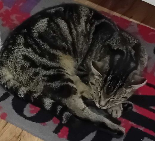 Europäisch Kurzhaar-Bengal Cat-Mix, grau-braun-schwarz