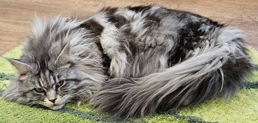 Maine Coon, weiß und grau mit schwarz