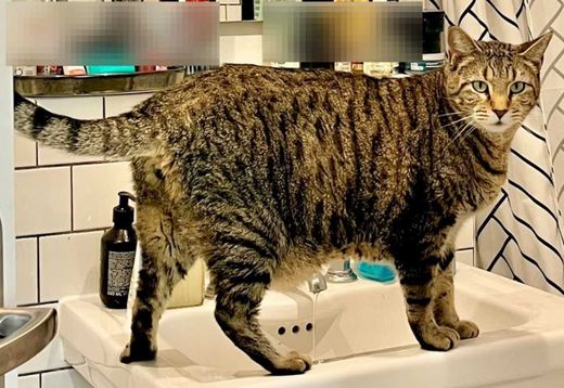 American Shorthair-Mix, grau-braun getigert