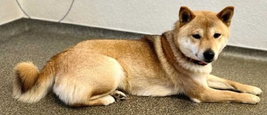Shiba Inu, sesam-shiba inu-orange