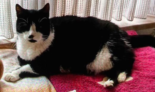 Hauskatze, schwarz mit weißen Abz.