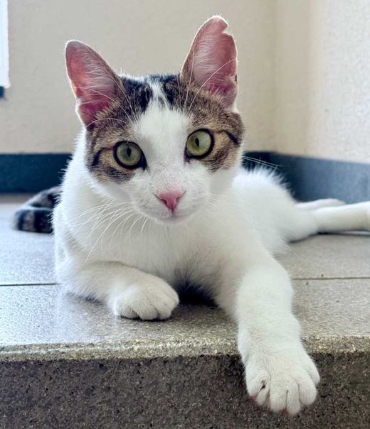Hauskatze, braun-weiß getigert