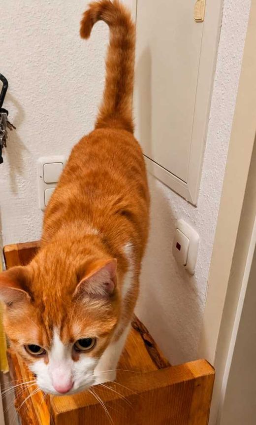 Britisch Kurzhaar, orange weis