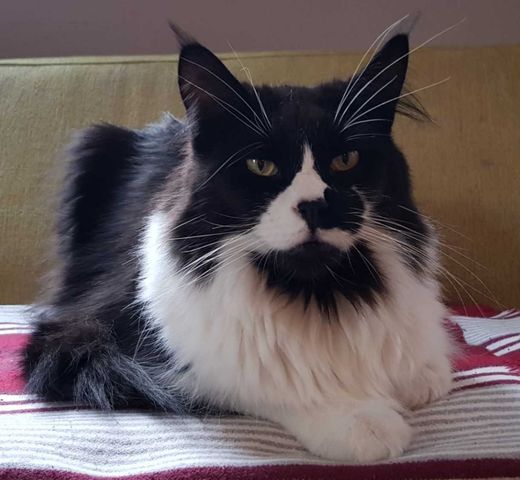 Maine Coon, schwarz-weiß