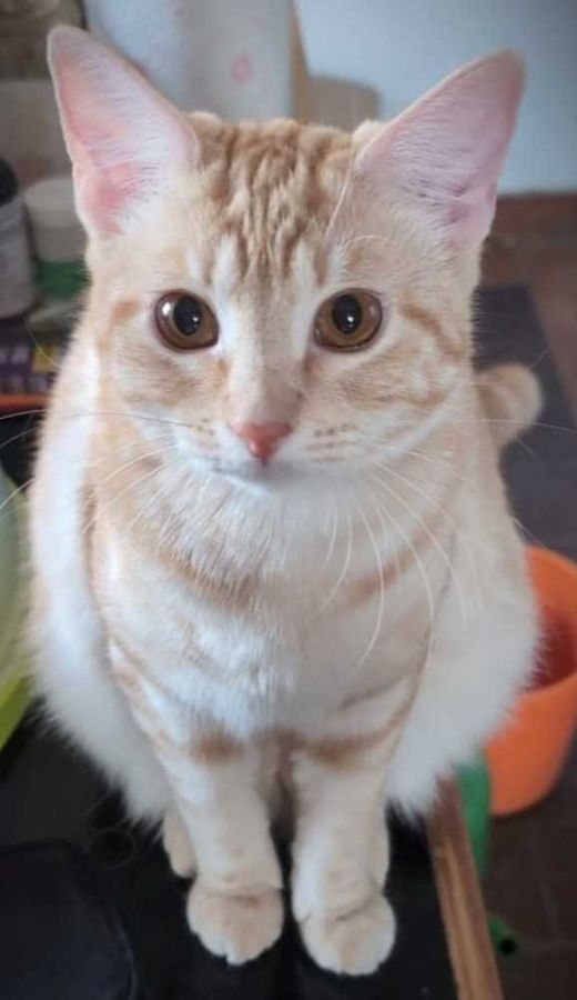 Hauskatze-Mix, rot getigert mit weiß