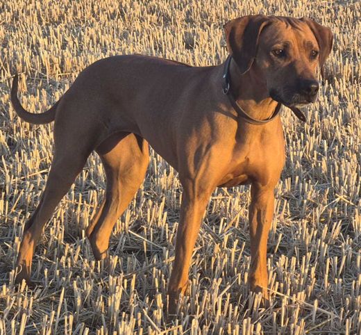 Rhodesian Ridgeback, rotweizen