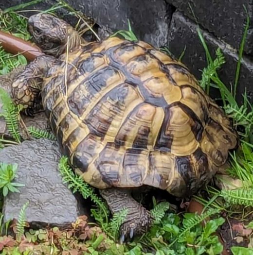 Griechische Landschildkröte, braun