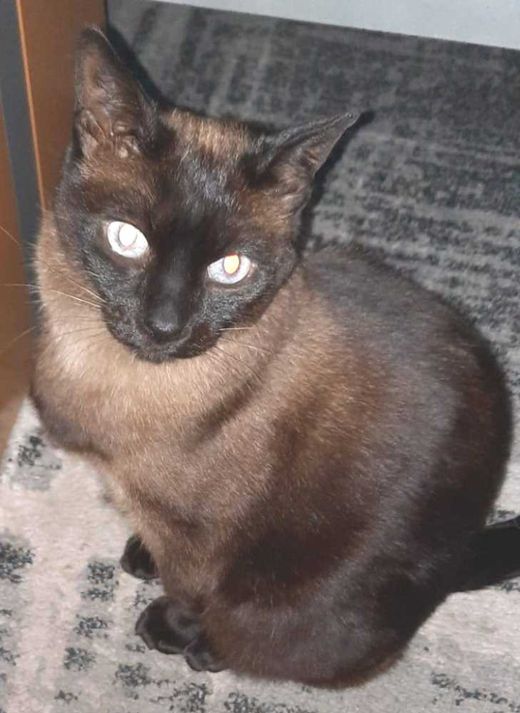 Siamkatze, beige mit schwarz
