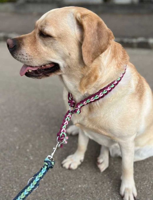 Labrador, yellow