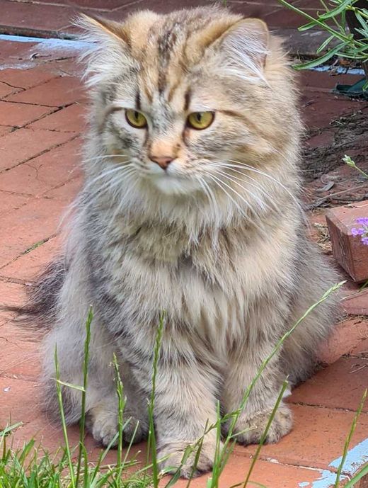 Sibirische Waldkatze-Perser-Mix, hell-dunkelbraun geti