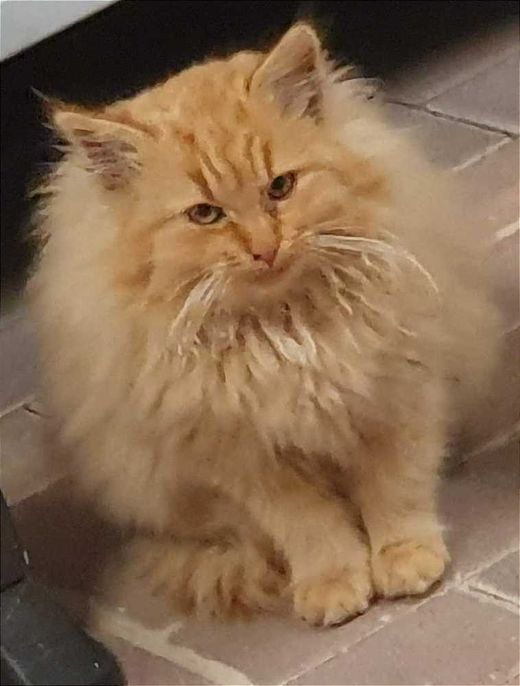 Hauskatze, rot