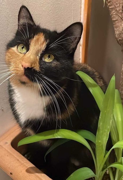 Hauskatze-Mix, schildpatt tricolor