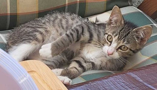 Hauskatze, grau-schwarz mit weiß
