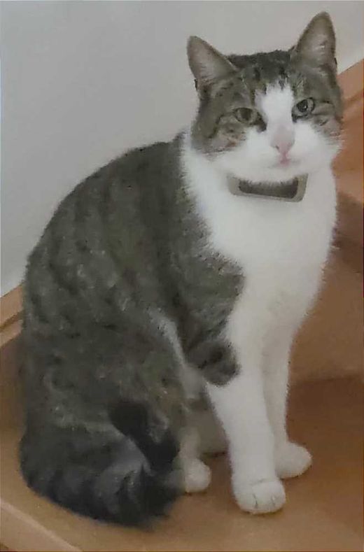 Hauskatze, weiß mit grau getigert