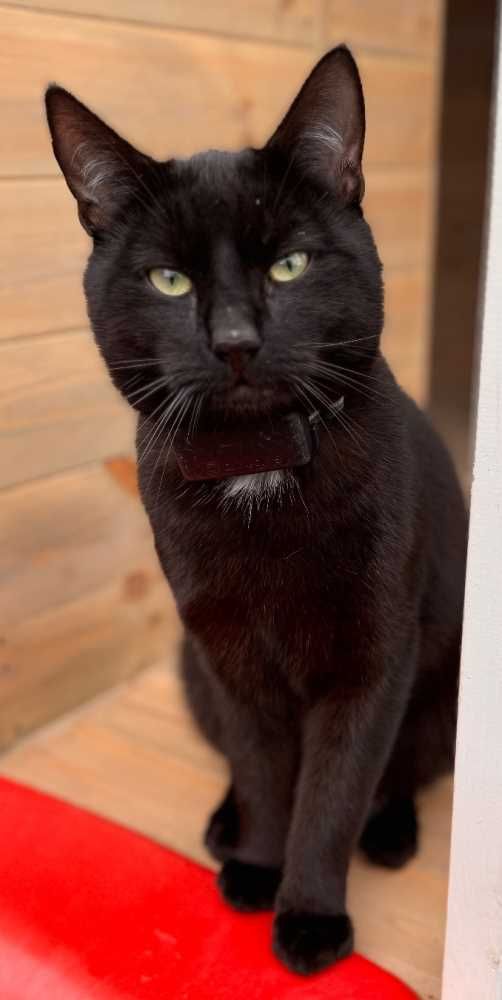 Mischling, schwarz