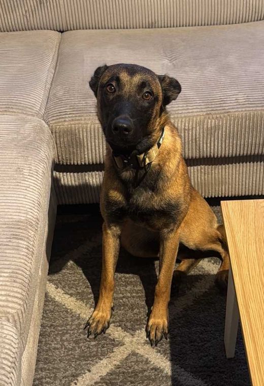 Malinois, braun-schwarz
