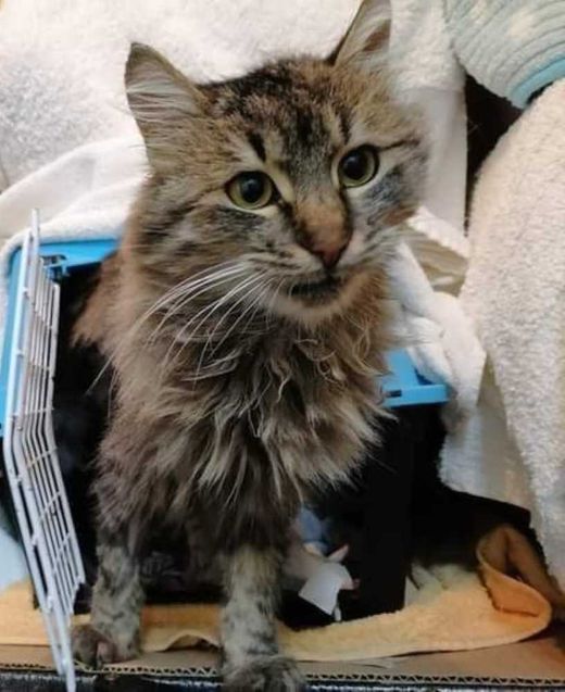 Maine Coon-Hauskatze-Mix, Braun grau