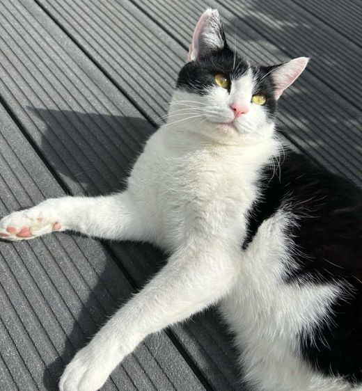 Europäisch Kurzhaar, weiß mit schwarz