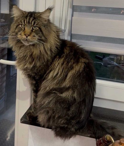 Maine Coon, grau-braun getigert