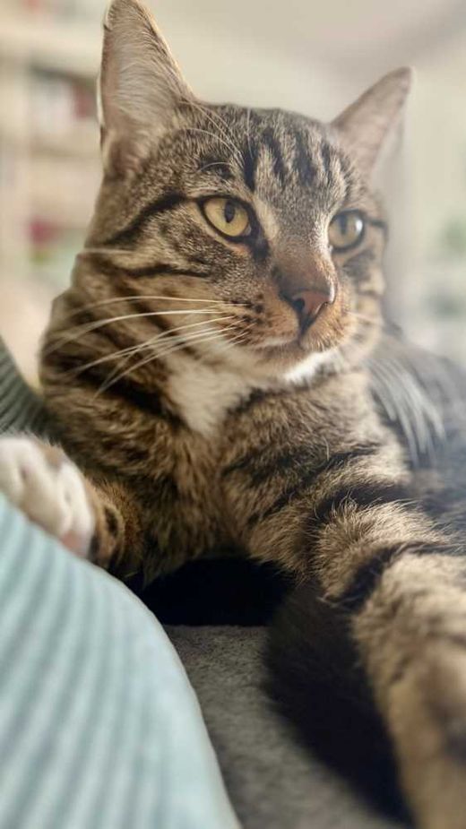 Hauskatze, grau getigert mit weiß