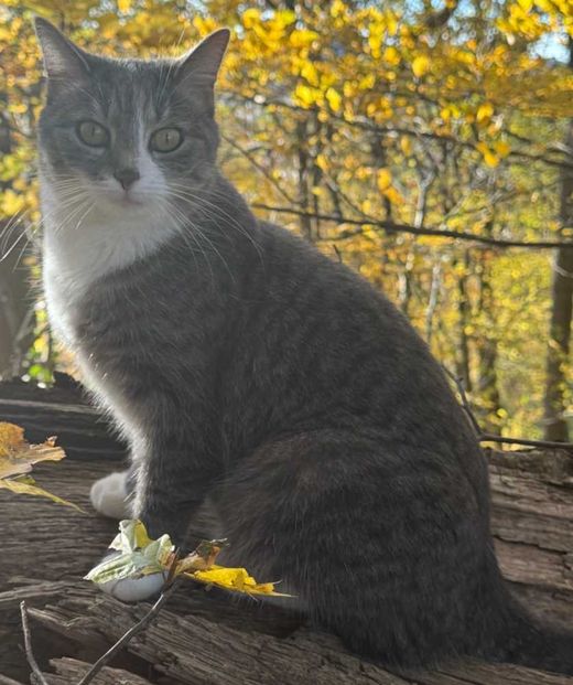 Hauskatze, weiß-grau gestreift