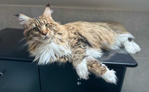 Maine Coon, braun-Schwarz getigert