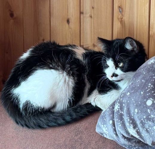 Hauskatze, schwarz weiß
