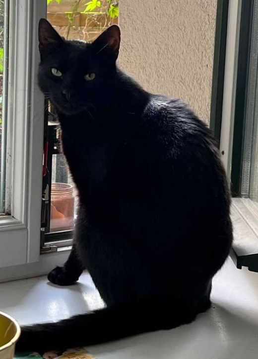 Europäisch Kurzhaar, schwarz