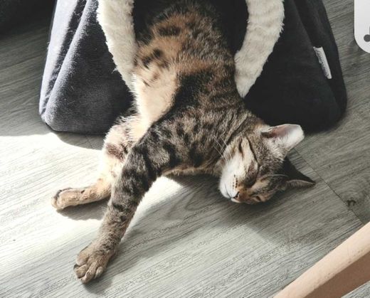 Indisch Kurzhaar, grey-tabby