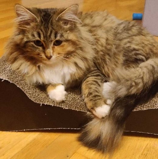 Europäische Langhaarkatze, grau-rot getig. mit weiß