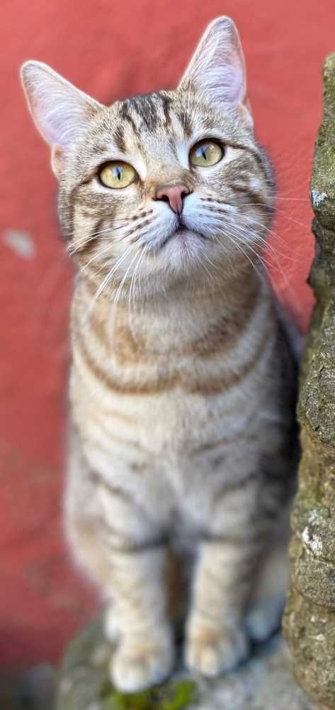 Britisch Kurzhaar-Bengal Cat-Mix, charcoal gestromt