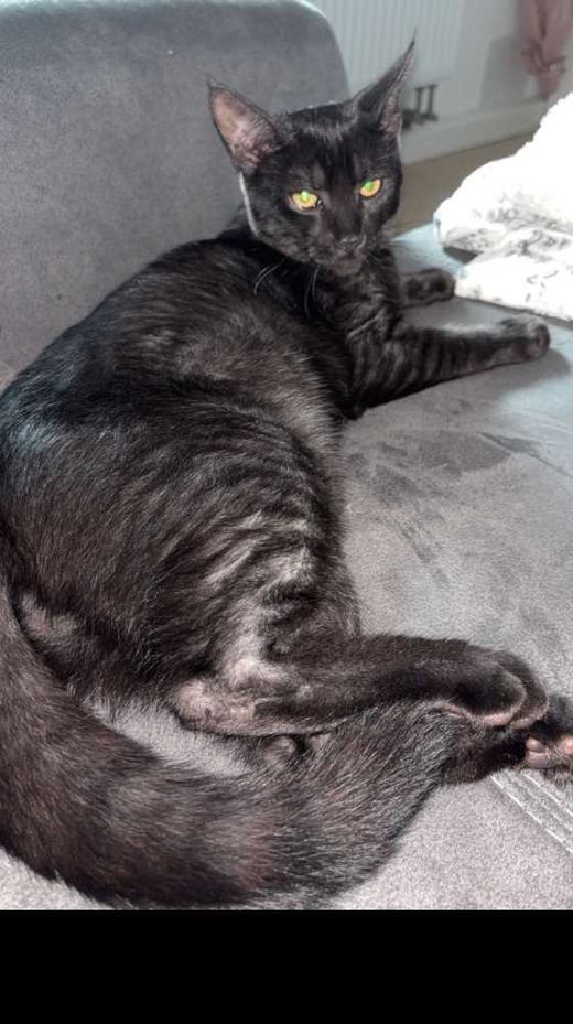 Maine coon-Britisch Kurzhaar-Mix, Schwarz weiß getigert