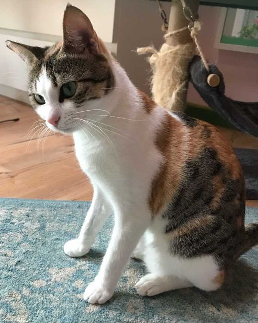 Arabian Mau, weiß-tricolor