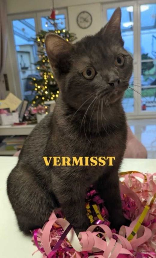 Britisch Kurzhaar-Hauskatze-Mix, Braun