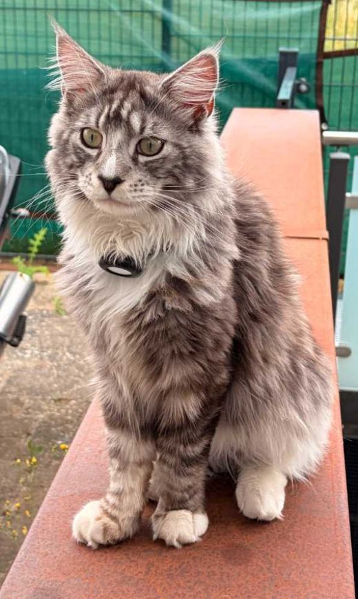 Maine Coon, Black Silver Tabby
