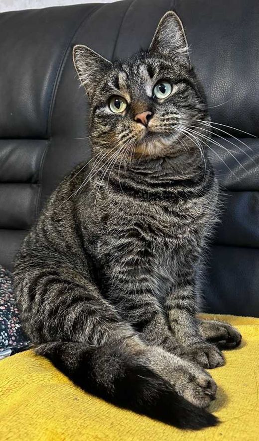 Europäisch Kurzhaar-Hauskatze-Mix, grau, getigert