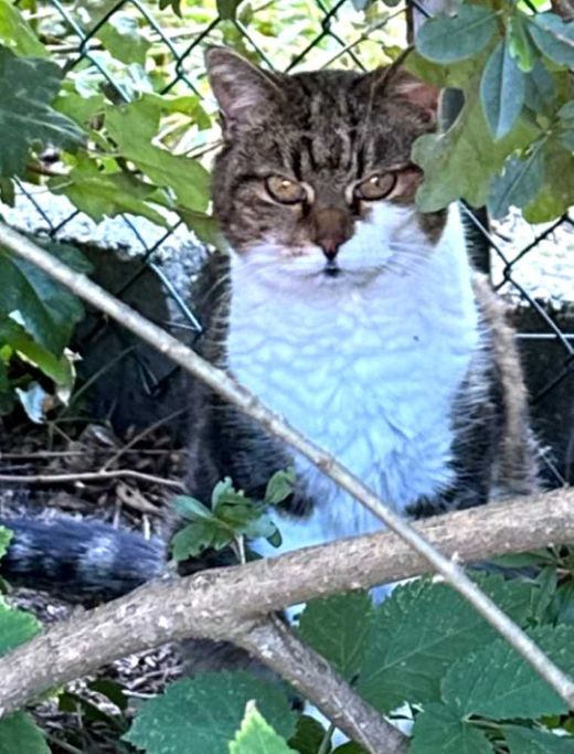 Hauskatze, braun getiegert
