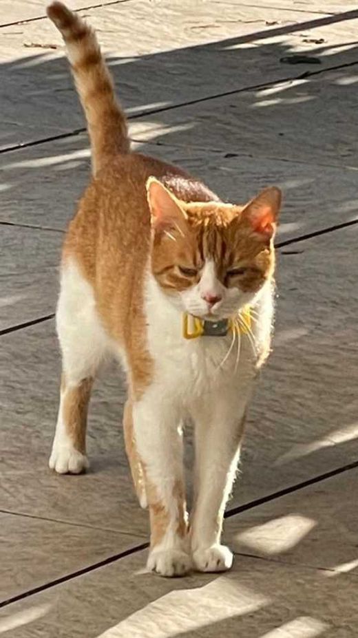 Hauskatze, rot-weiß