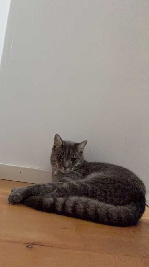 Hauskatze-Mix, Grau
