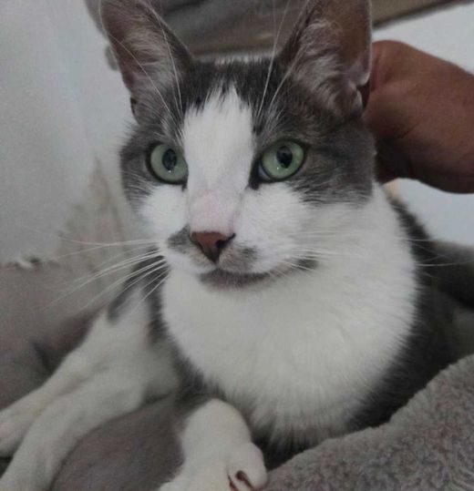 Hauskatze, grau mit weiß
