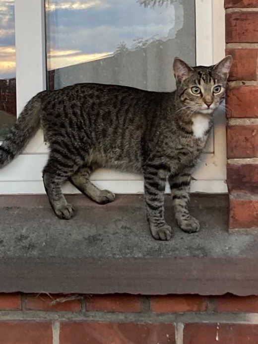 Hauskatze, grau getigert mit weiß