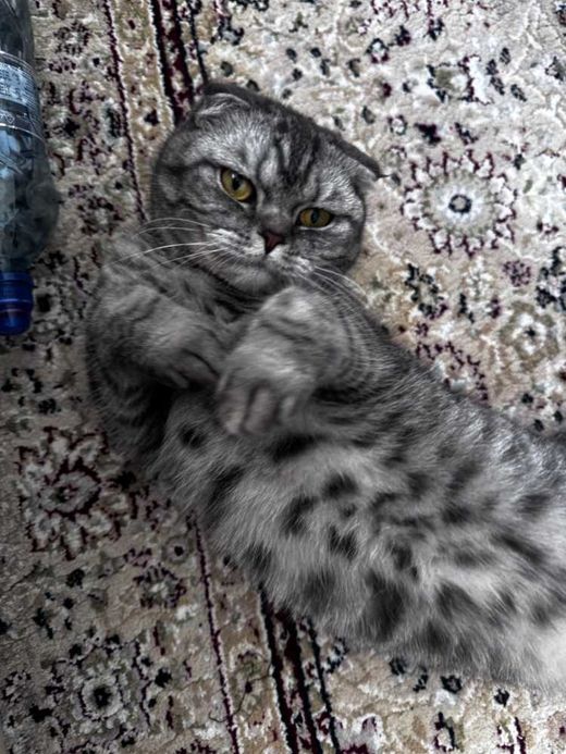 Scottish Fold, grau weiß