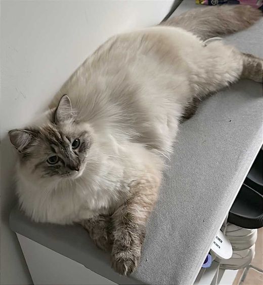 Ragdoll, weiß mit grauen Abz