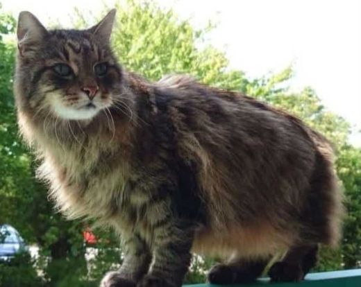 Europäische Langhaarkatze-Mix, braun hellbraun schwarz