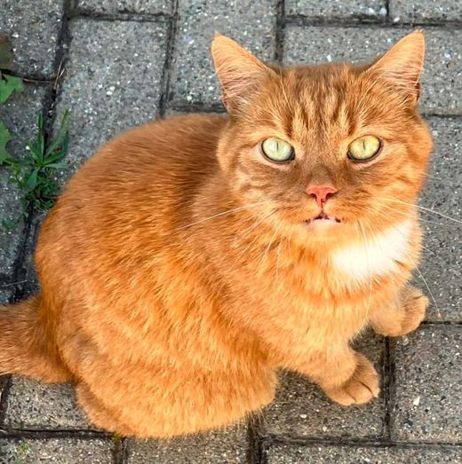 Mischling, rot/orange weiß
