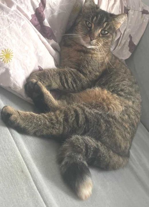 Hauskatze, getigert