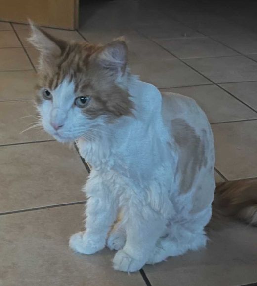 Maine Coon, weiß-rot